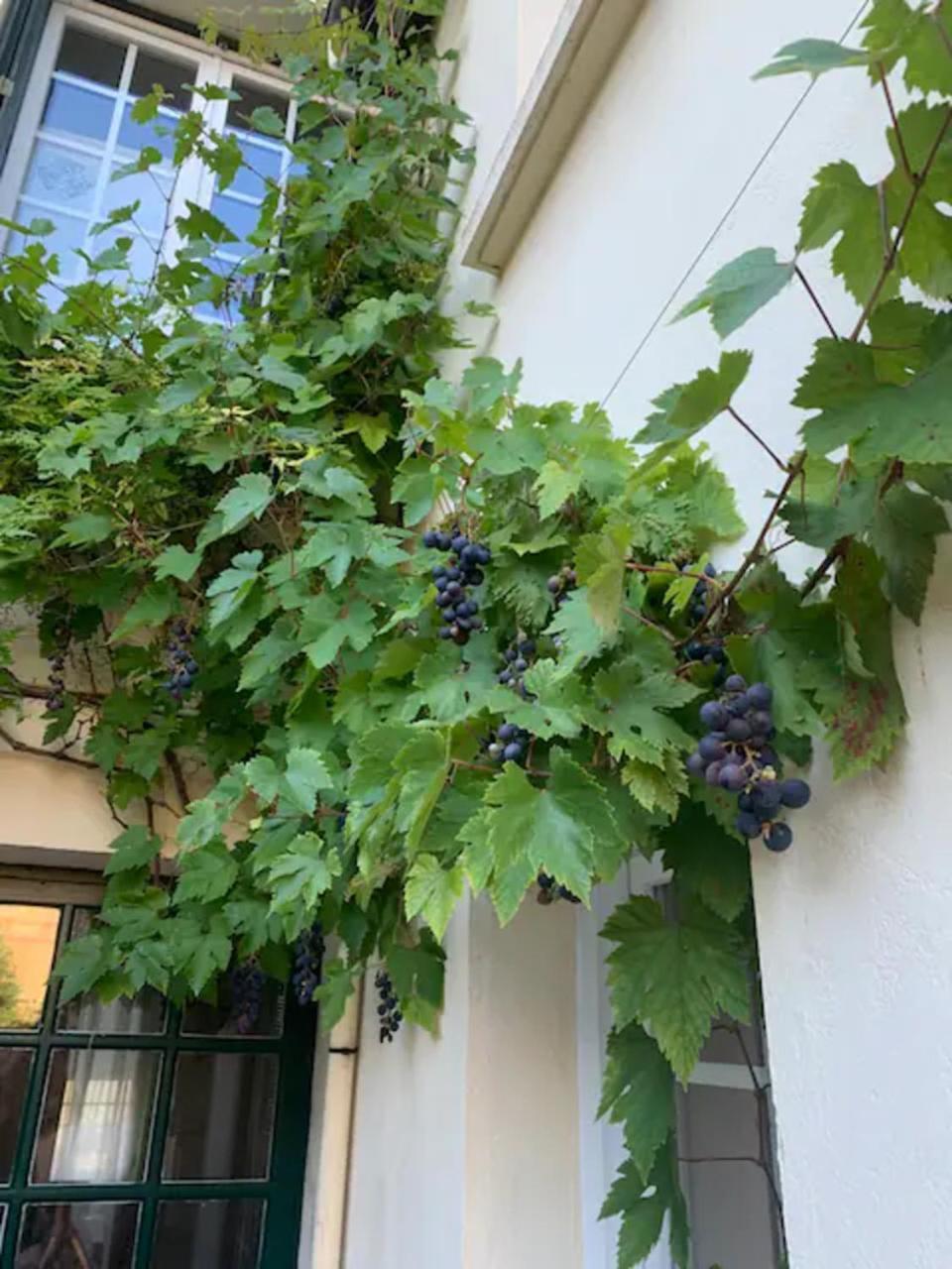 Appartement Spacieux Et Elegant Avec Jardin Montivilliers Dış mekan fotoğraf